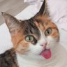 Emel İcat 的头像