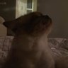 blueko profil fotoğrafı
