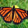 Butterfly 的头像