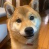 大きめ柴犬 むつ (陸奥) 毛ももふもふめ's profile picture