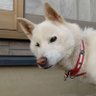 のん(^-^)v profil fotoğrafı