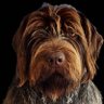 Profilbild von Terry Lewis