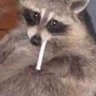 Alejandro Racoon 的头像