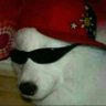 Pérolas dos memes's profile picture