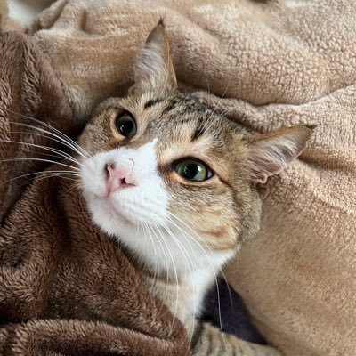 あみあみ🌸's profile picture