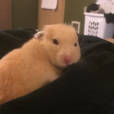 산삼's profile picture