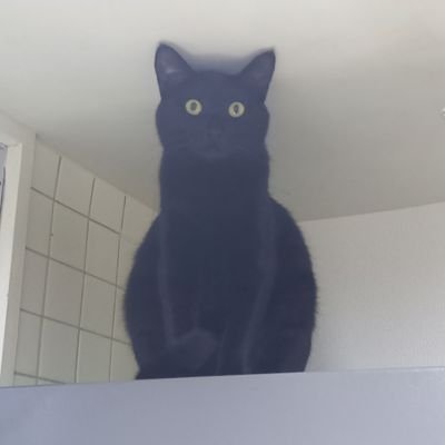 黒猫こんぶの飼い主's profile picture