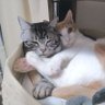 猫と暮らす's profile picture