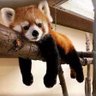 Profilbild von Red Panda