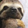 Sukrozh's profile picture