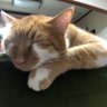 だいちゃん's profile picture