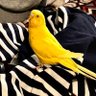 つぶあん 的头像