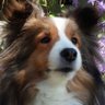 よいちゃん☄️ unicorn鯖's profile picture