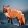 ToastFox profil fotoğrafı