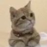 涼風青葉頑張るぞい's profile picture