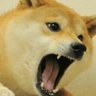 The dogge's profile picture