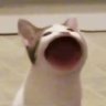 Profilbild von Lasmas