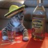 Rimaro's profile picture