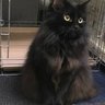 Profilbild von 野良猫黒