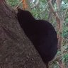 🌒スヴァリア🌘🐈⬛ profil fotoğrafı