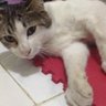 Ammar Ramadhan 的头像