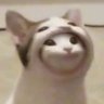 ぼちびと 的头像