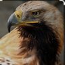 نسر profil fotoğrafı