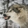 Loosedogsbite's profile picture