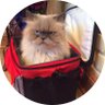MoonJo8 🍊🟦🇺🇸🇮🇱's profile picture
