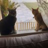 Don Gato profil fotoğrafı