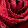 المستشار 💕's profile picture