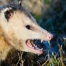 OptimalPossum 的头像