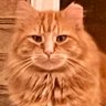 Trumpy Troll's profile picture