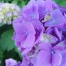 Фото профиля Ribon. S
