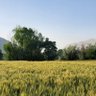 سپاهی گمنام profil fotoğrafı