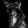 Wolf 的头像