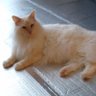 マカロニサラダ♪'s profile picture