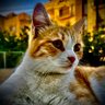 MINAL ALIZ profil fotoğrafı