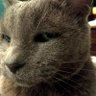 Profilbild von All Them Pretty Cats