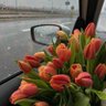 تُوليب🦋. profil fotoğrafı