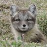 Sylvain Maroufle's profile picture