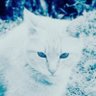 ちゃとら's profile picture