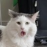 Pyropup profil fotoğrafı