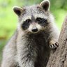 GeoRaccoon 的头像