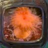 Profilbild von Octopops