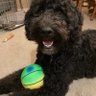 Zigzag's profile picture