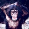 I.P. Phreely's profile picture