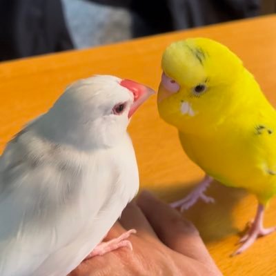 ベル's profile picture