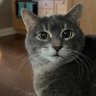 aat4cats🇨🇦 profil fotoğrafı