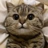 柳逸思 profil fotoğrafı